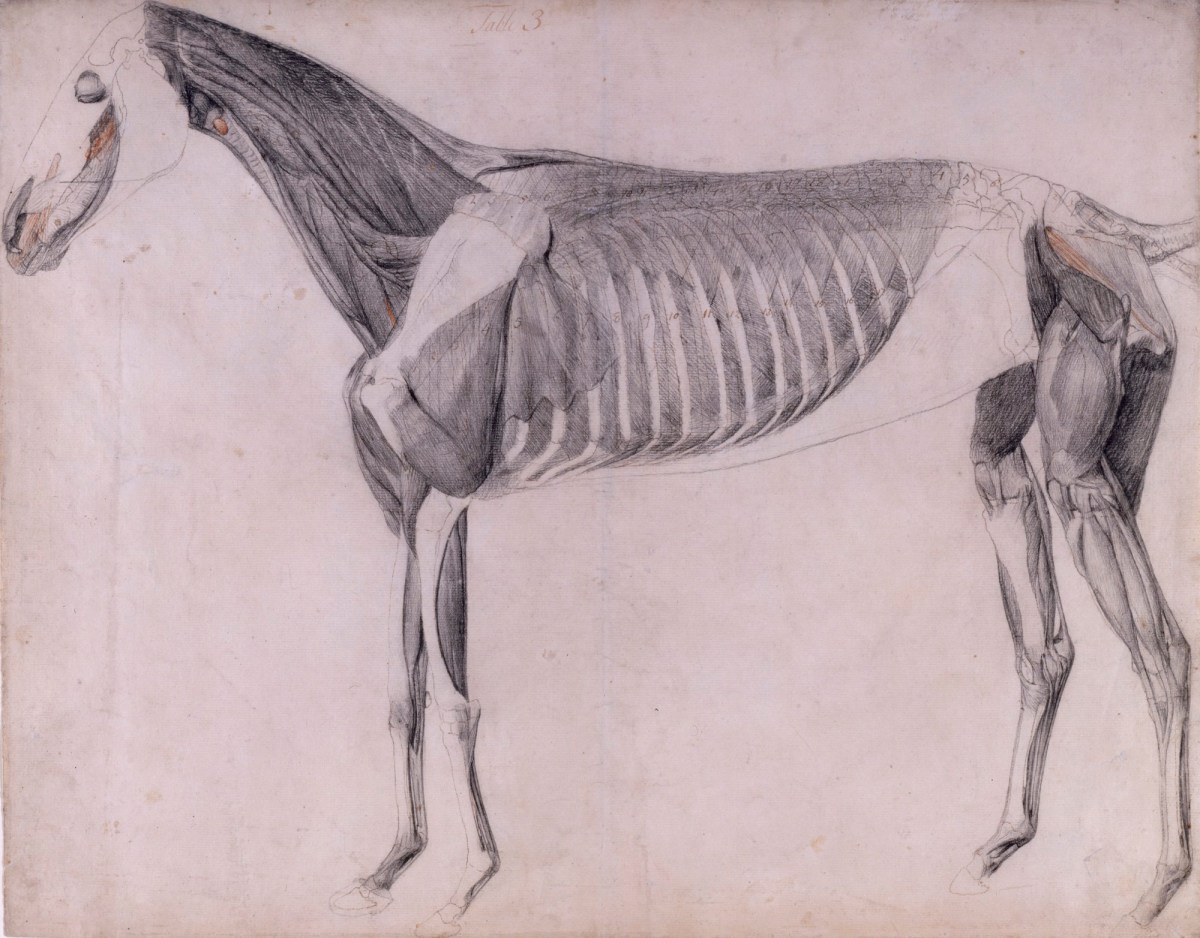 George Stubbs ARA, Working drawing for 'The Third Anatomical Table of the Muscles ... of the Horse'