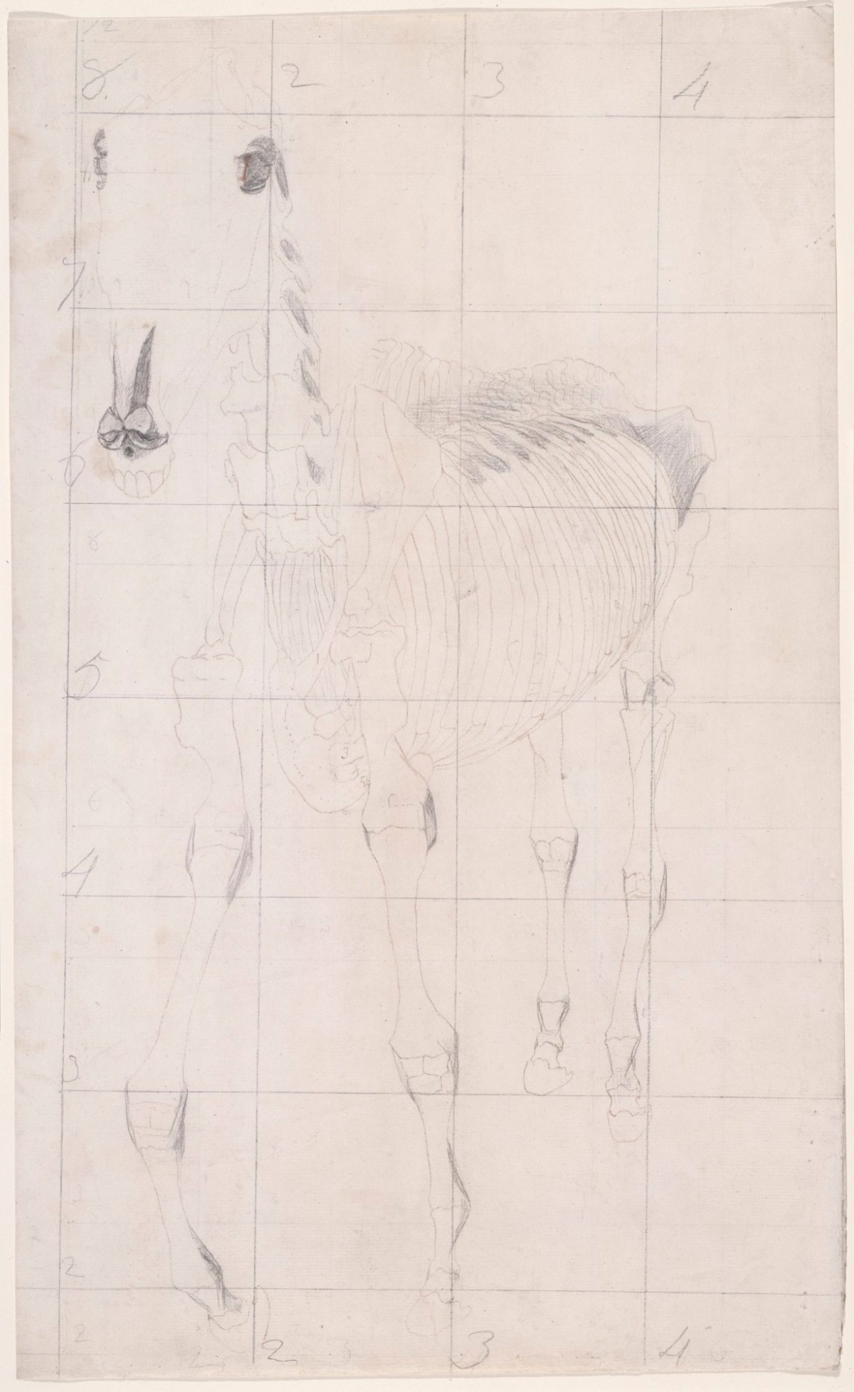 George Stubbs ARA, Working drawing for 'The Tenth Anatomical Table of the Muscles ... of the Horse'