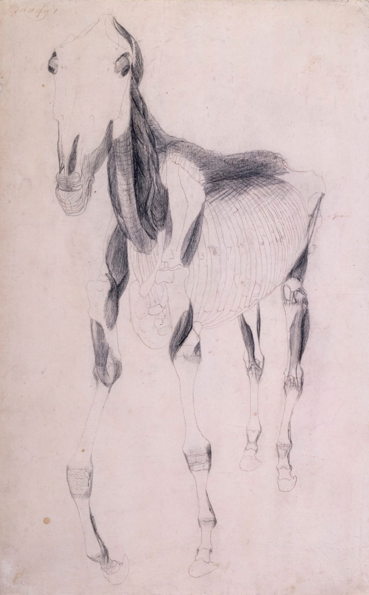 George Stubbs ARA, Working drawing for 'The Ninth Anatomical Table of the Muscles ... of the Horse'