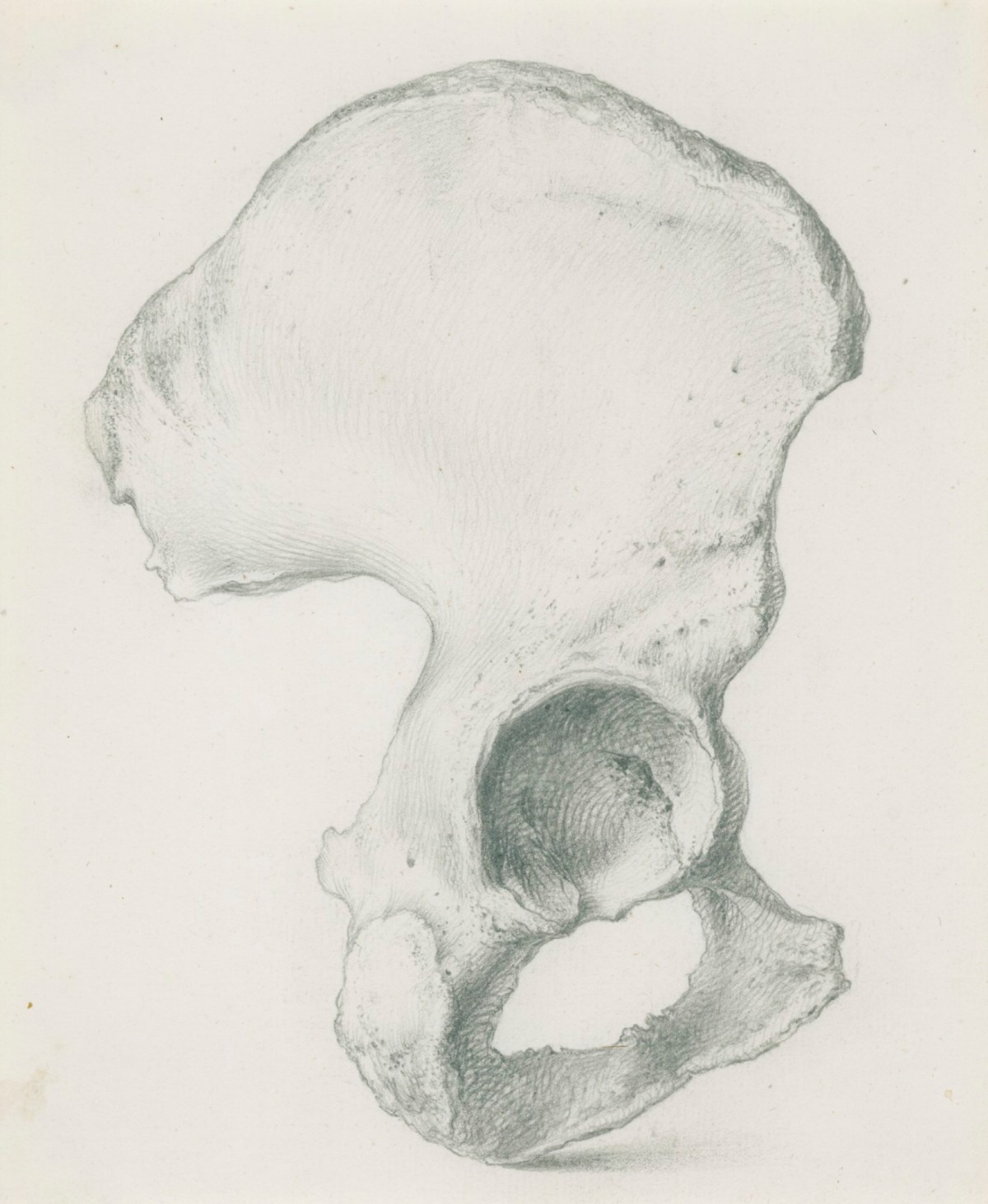 Gerard van der Gucht, Outward view of the ossa innominata, for Cheselden's Osteographia