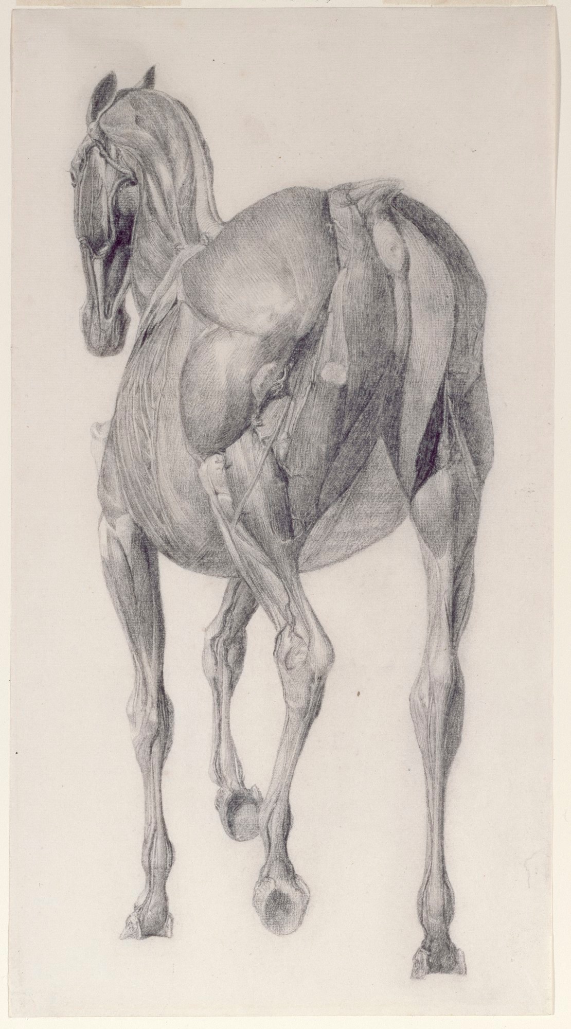 George Stubbs ARA, Finished study for 'The Thirteenth Anatomical Table of the Muscles ... of the Horse'