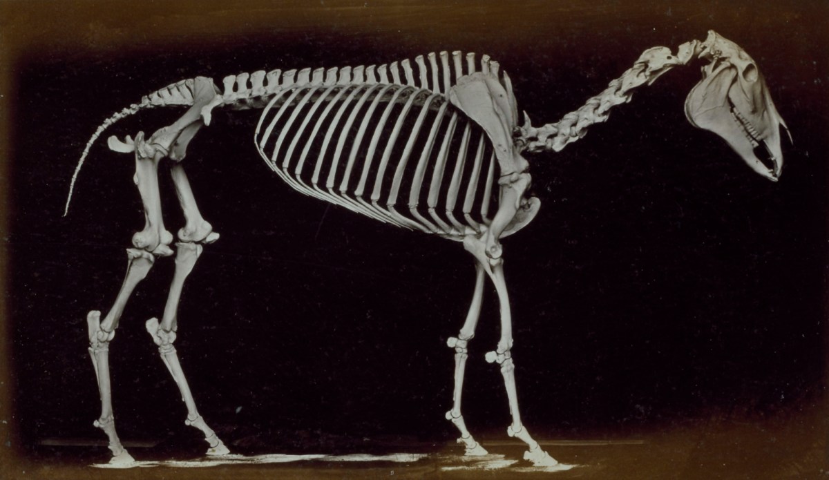 Eadweard Muybridge, Skeleton of horse, standing