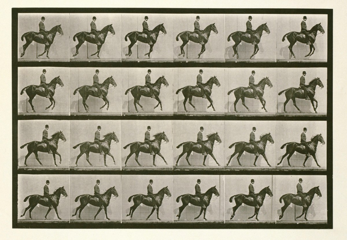 Eadweard Muybridge, Canter; saddle; bay horse Daisy