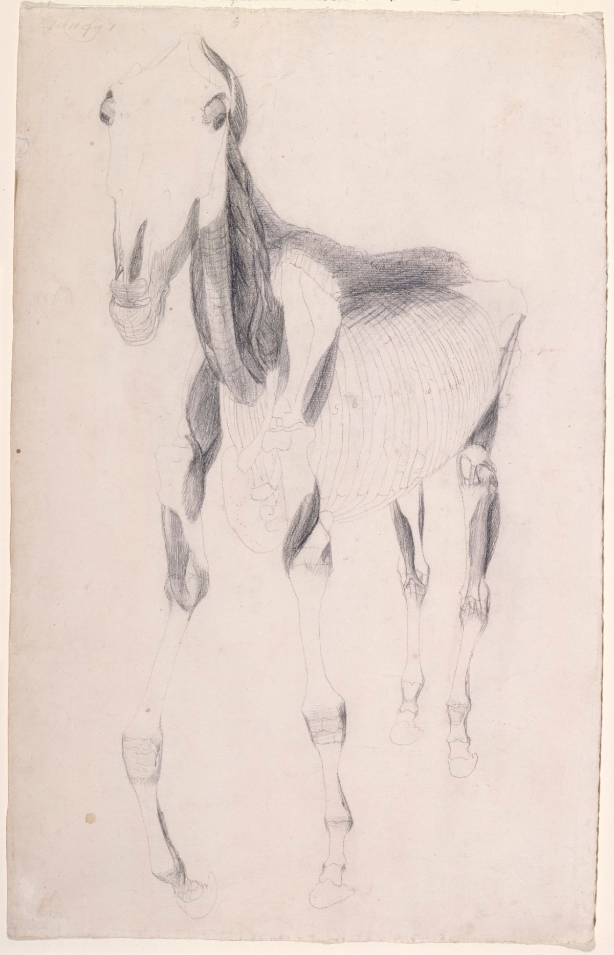 George Stubbs ARA, Working drawing for 'The Ninth Anatomical Table of the Muscles ... of the Horse'