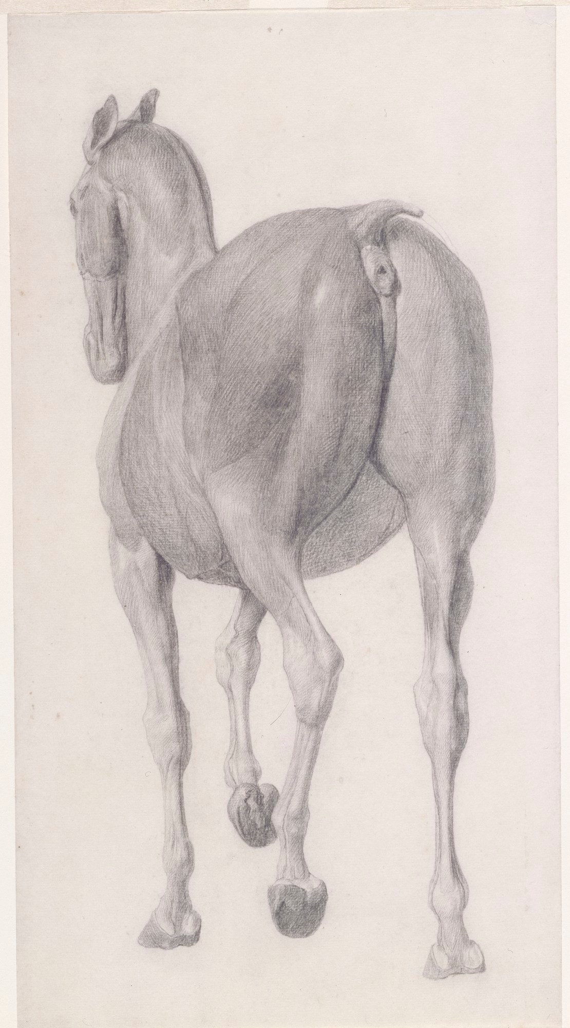 George Stubbs ARA, Finished study for 'The Eleventh Anatomical Table of the Muscles ... of the Horse'