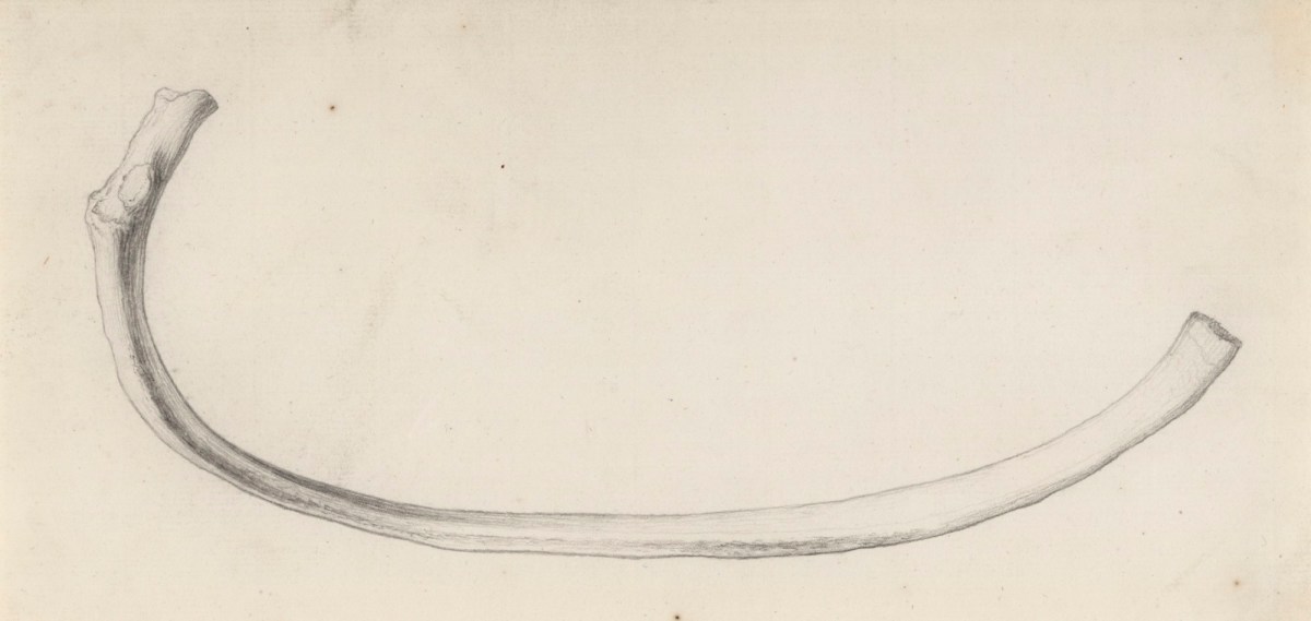 Gerard van der Gucht, The first lower rib, for Cheselden's Osteographia
