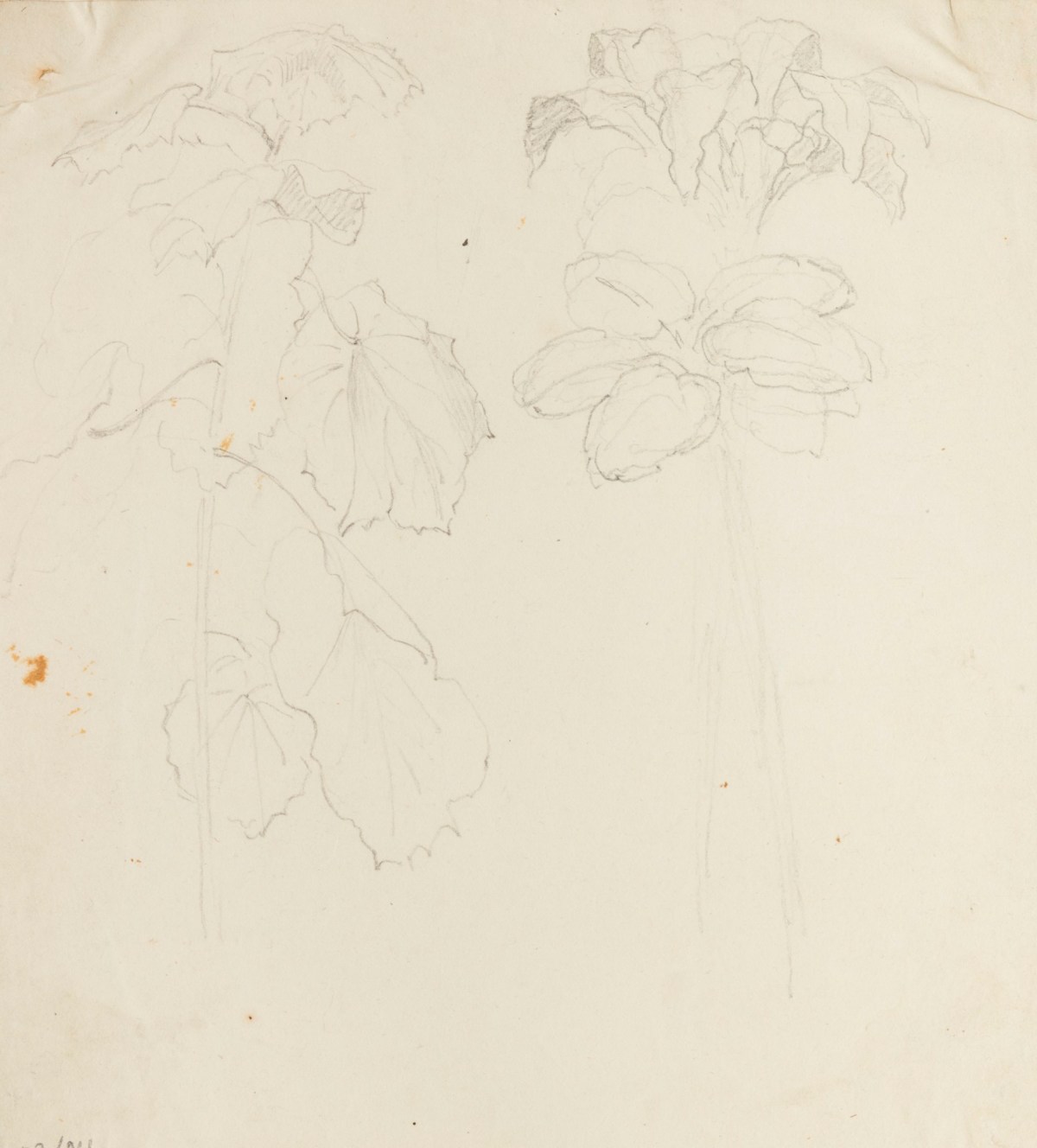 Philip Reinagle RA, Drawings of plants
