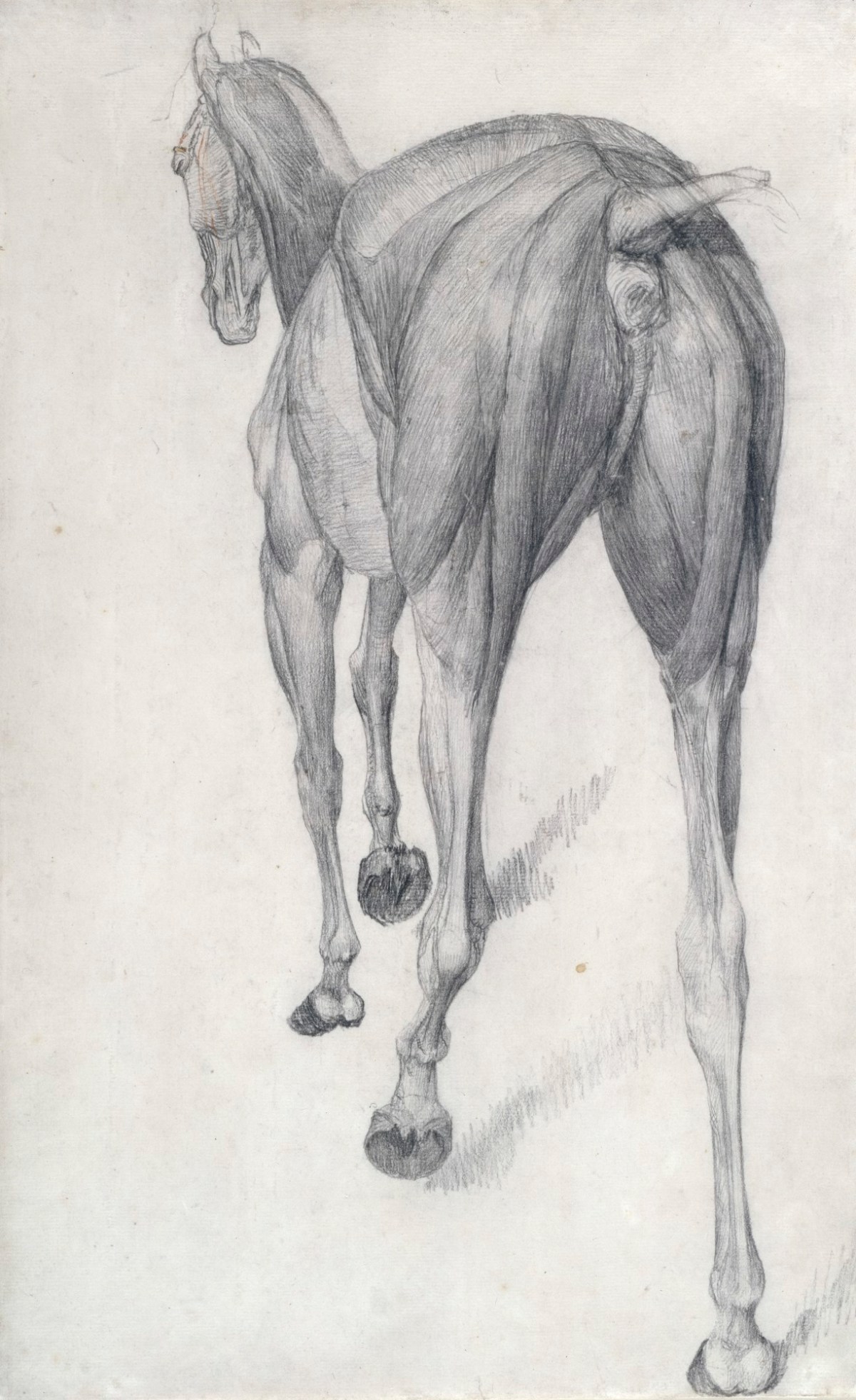George Stubbs ARA, Working drawing for 'The Twelfth Anatomical Table of the Muscles ... of the Horse'