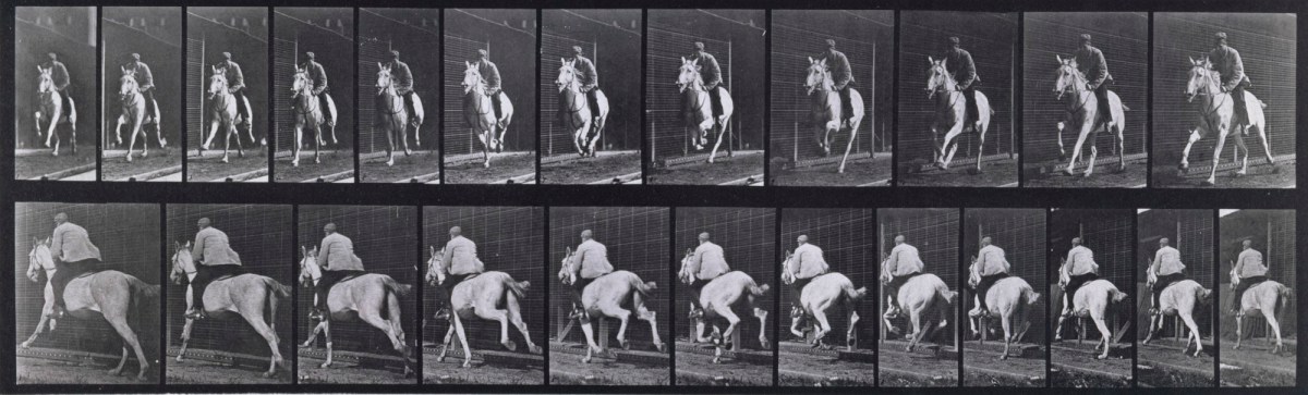 Eadweard Muybridge, Gallop; saddle; gray mare Pandora