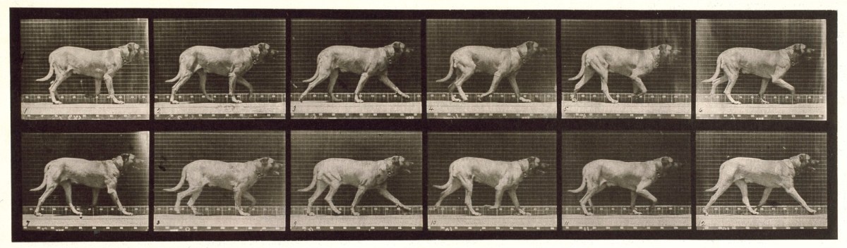 Eadweard Muybridge, Dog; trotting; mastiff, Dread