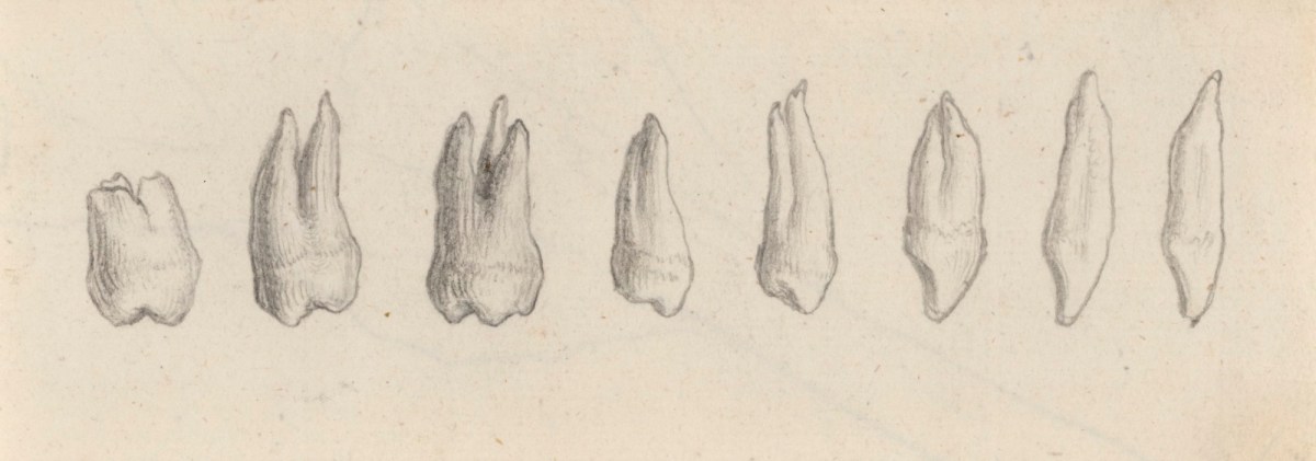 Gerard van der Gucht, Eight teeth of the lower jaw, for Cheselden's Osteographia