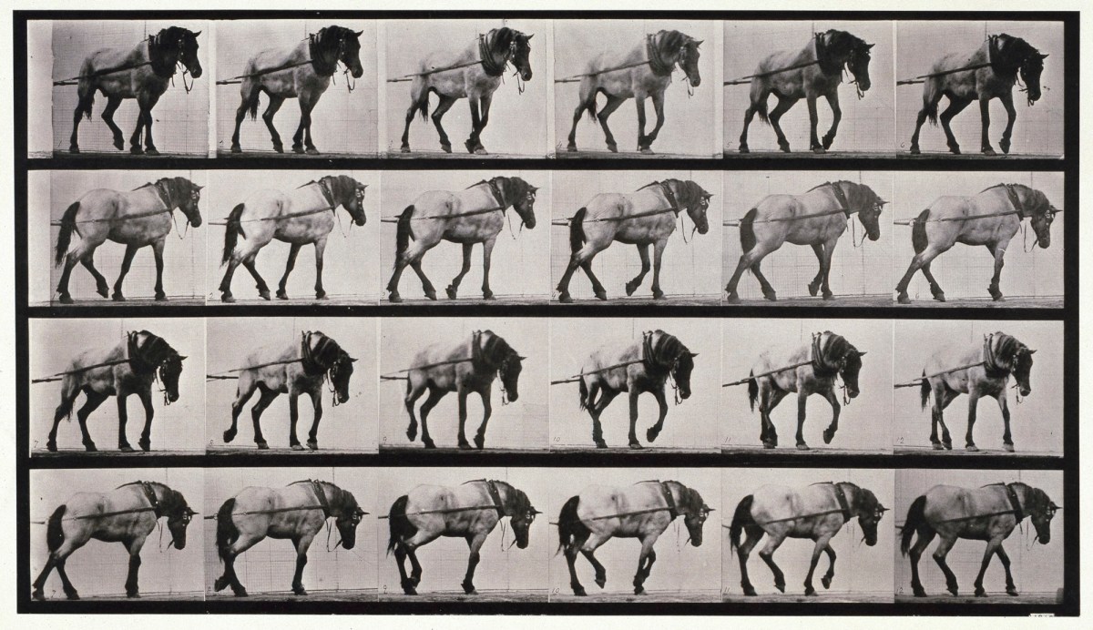 Eadweard Muybridge, Hauling; dark-grey Belgian horse Hansel
