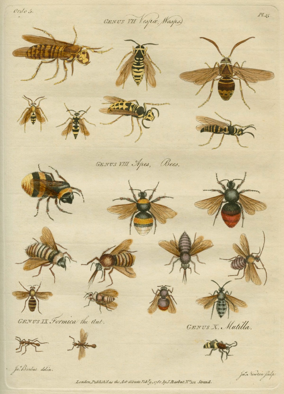 James Barbut, 'Genus VII Vespæ, Wasps. Genus VIII Apes, Bees.'