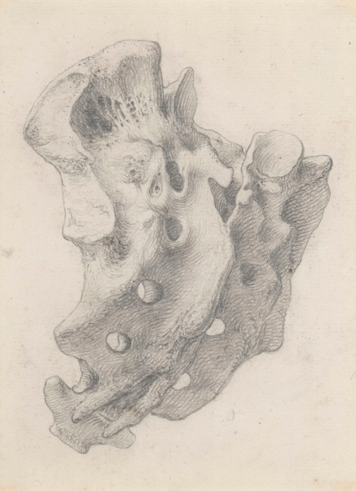 Gerard van der Gucht, The back of the os sacrum, for Cheselden's Osteographia