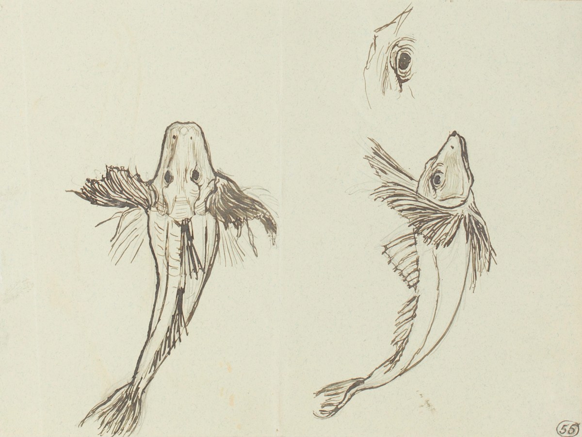 Henry Hugh Armstead RA, Two studies of a fish for the 'Wisbech fountain'