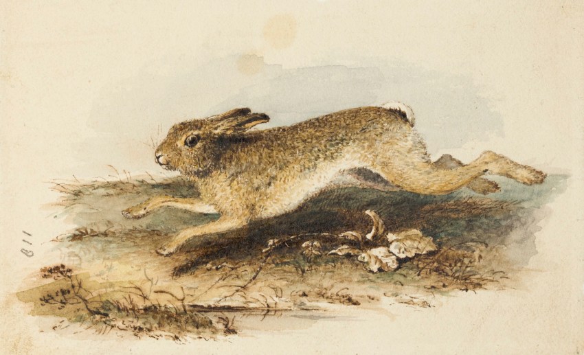 Abraham Cooper RA, A running hare