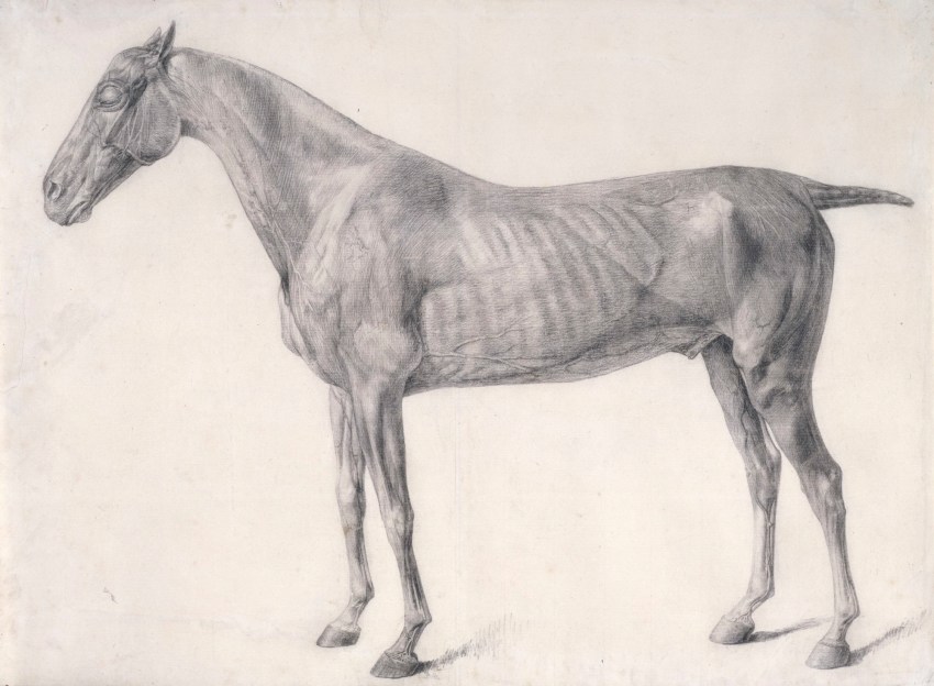George Stubbs ARA, Finished study for 'The First Anatomical Table of the Muscles ... of the Horse'