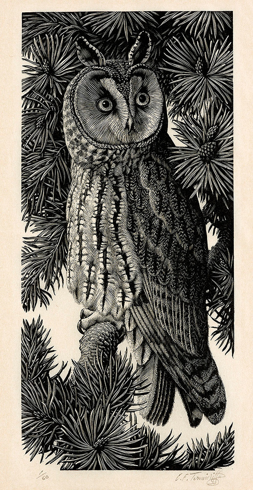 Charles Tunnicliffe RA, Long-eared Owl