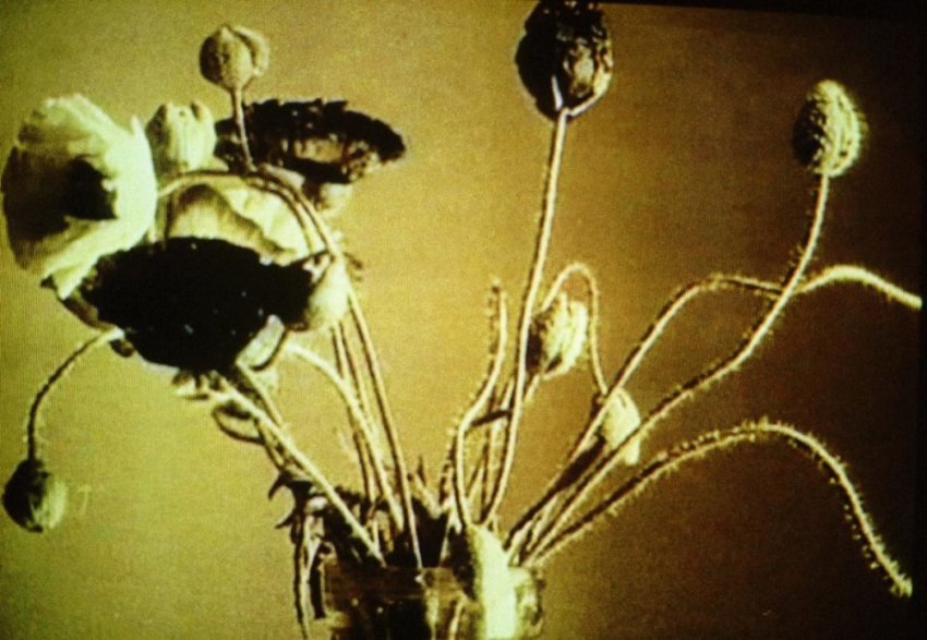 Fiona Tan, Linnaeus' Flower Clock, 1998. Video still
