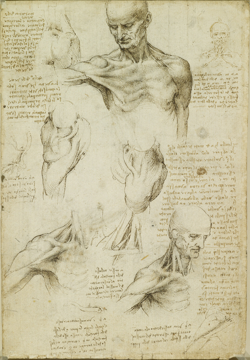 Leonardo da Vinci, The Anatomy of the Shoulder and Neck (recto)