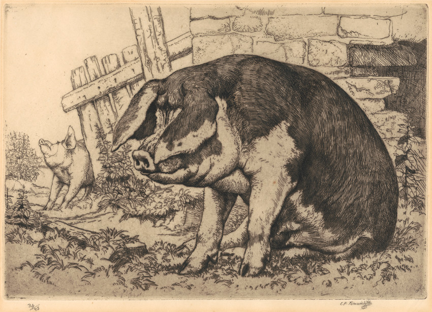 Charles Tunnicliffe RA, The Spotted Sow