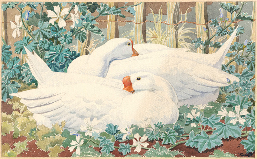 Charles Tunnicliffe RA, Geese and Mallow