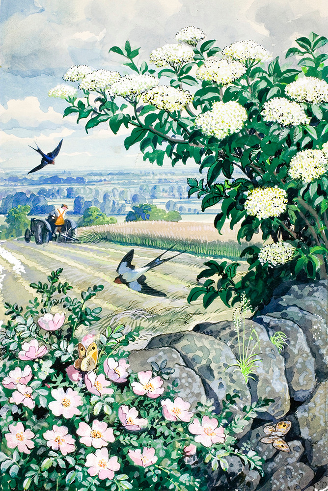Charles Tunnicliffe RA, Wild rose, briar rose and elderflower on a stone wall (from 'What to Look for in Summer')