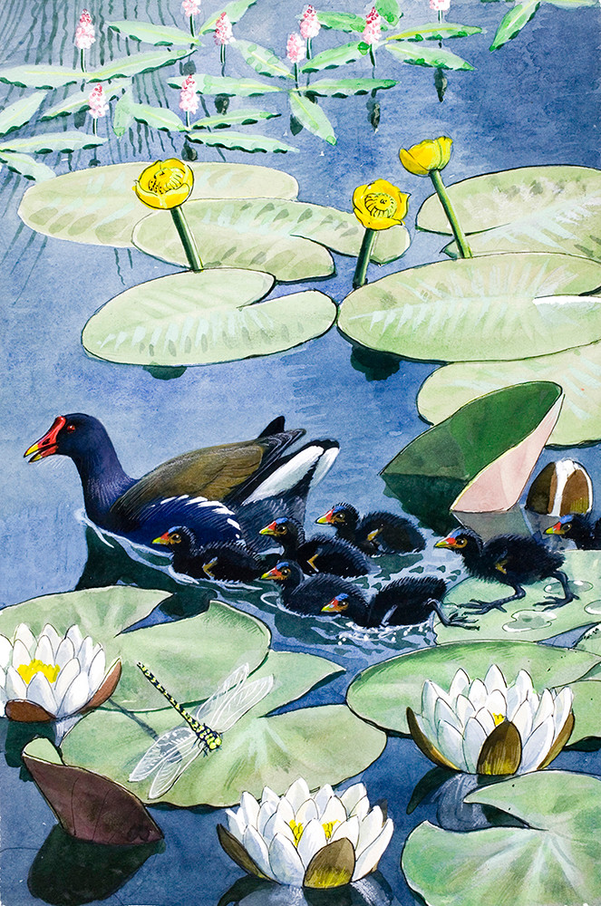 Charles Tunnicliffe RA, A moorhen and her young (from 'What to Look for in Summer')