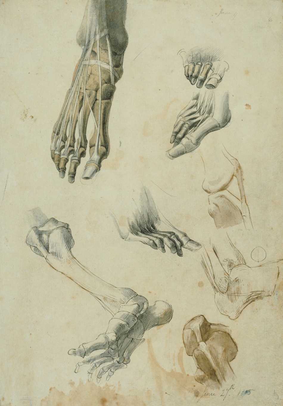 Benjamin Robert Haydon, A sheet of anatomical drawings of the leg and foot