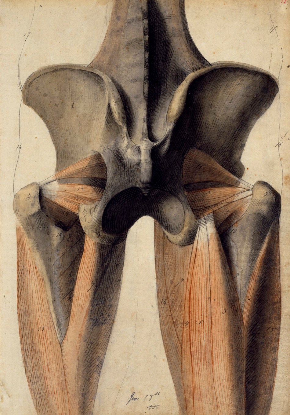 Benjamin Robert Haydon, Musculature and bones of the lumbar spine, pelvis and thighs
