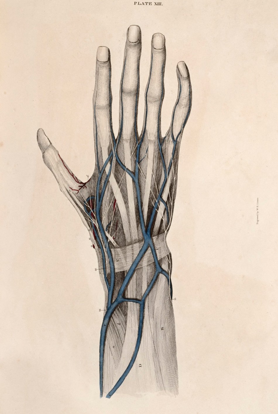 William Home Lizars, Blood vessels and nerves of the back of the hand