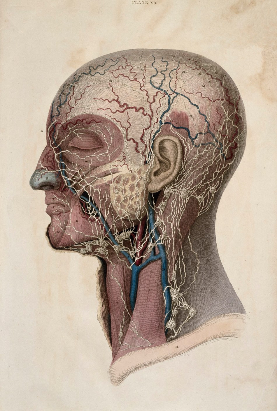 William Home Lizars, View of the lymphatic vessels of the head and neck