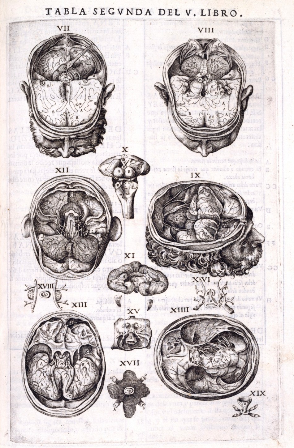Gaspar Becerra, Anatomy of the human cortex