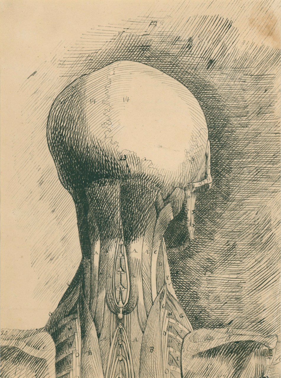 Benjamin Robert Haydon, Anatomical drawing of the muscles and bones of the head, neck and shoulders (seen from the back)