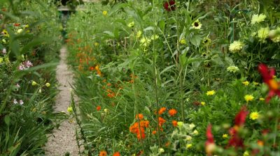 Flowers and foliage line the garden path of Monet's garden at Giverny