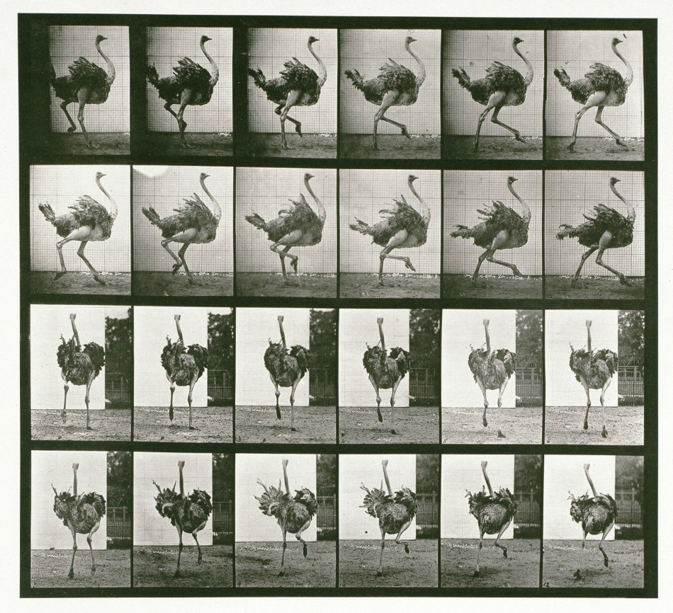 Eadweard Muybridge, Ostrich; running