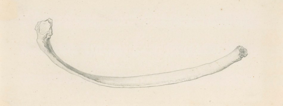Gerard van der Gucht, The fifth lowest rib, for Cheselden's Osteographia