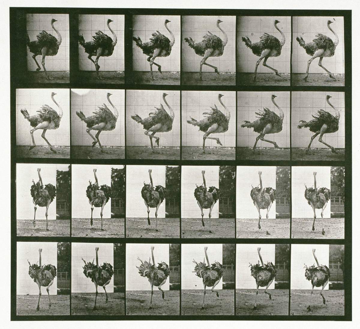 Eadweard Muybridge, Ostrich; running